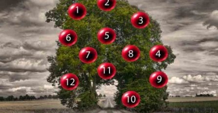 OVO JE DRVO ŽELJA - Izaberi 1 BROJ sa drveta: A sada saznaj da li će se tvoja ŽELJA OSTVARITI