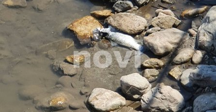 Organizacija Sportskih Ribolovaca Konjic: Primjećene su veće količine mrtvih riba u rijeci Neretvi
