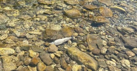 U Neretvi uočena veća količina mrtvih riba