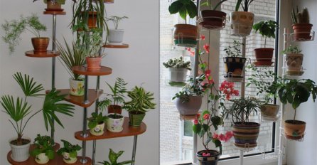 SPRIJEČITE POJAVU  BUĐI I VLAGE U STANU : Ubacite ove 2 sobne biljke i dobićete čist vazduh kao da ste na planini!