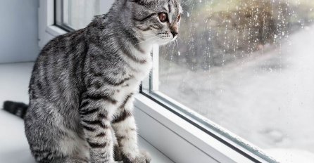 ŠTA MAČKA OSJEĆA KADA ODETE NA POSAO I OSTAVITE JE SAMU: Mnoge će ovo zapravo rastužiti!