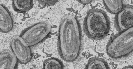 Ko je prioritet za vakcinaciju protiv majmunskih boginja?