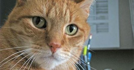 ZAŠTO MAČKU NE SMIJETE DA GLEDATE U OČI - STARO VJEROVANJE: Razlog će vas ostaviti bez teksta