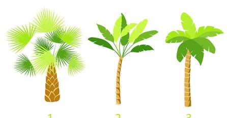 SAZNAJTE ŠTA VAS ČEKA DO KRAJA LJETA - IZABERITE JEDNU PALMU: Ako ste izabrali ovaj broj čeka vas VELIKO IZNENAĐENJE