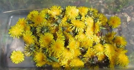 LIJEČI JETRU, BUBREGE, REUMU: Maslačak može očistiti cijeli organizam - ALI SAMO AKO GA OVAKO KORISTITE