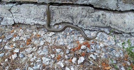 ZNATE LI KAKVA JE ZMIJA ČUVARKUĆA: Ni slučajno je ne ubijajte, a evo koji je razlog