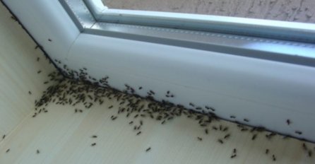 OD JEDNOG SREDSTVA MRAVI BJEŽE KAO LUDI: Za par minuta ćete ih se riješiti - NIKAD VAM NE BI PALO NA PAMET