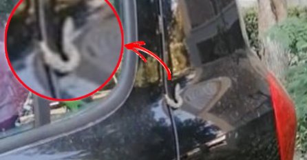 MAJKO MILA, UMRLA BIH DA SAM OVO VIDJELA! Novosađanka htjela da uđe u auto pa se šokirala prizorom: Komšije sve snimile