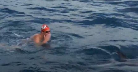 NEVJEROVATNO! DELFINI SAČUVALI PLIVAČA OD VELIKE BIJELE AJKULE: Pogledajte snimak (VIDEO)