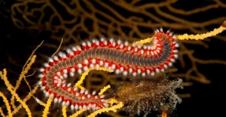 Pojavio se vatreni crv u Jadranu i ujeo dječaka