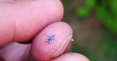 EFIKASAN NAČIN DA ZAUVIJEK OTJERATE KOMARCE: Italijani koriste ovaj trik VIJEKOVIMA