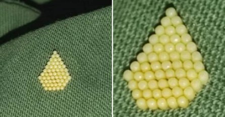 HRVATICA NAŠLA OVO NA RUKAVU MAJICE I PITALA ZNA LI NEKO ŠTA JE: Odgovor će vas ZGROZITI!