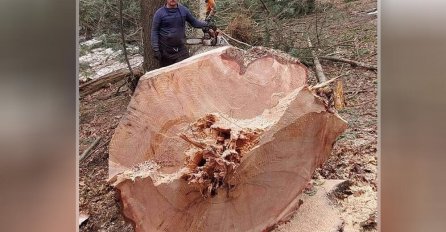 DRVOSJEČA MILOŠ NIJE MOGAO DA VJERUJE ŠTA VIDI: Ovo se dešava jednom u 100 godina! Posjekao stablo i ostao u čudu (VIDEO)