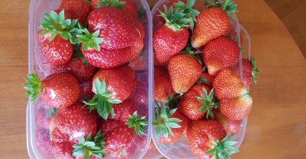 SAVJET ISKUSNOG BAŠTOVANA: Jagode koje zasadite u augustu daju najveći prinos!