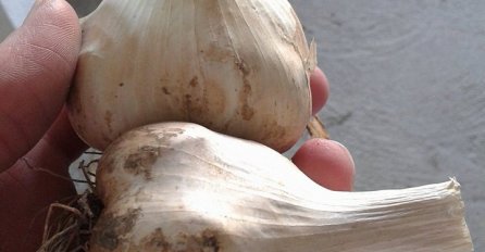 40 dana ujutro jedite 1 češanj češnjaka: Dogodit će se OVE ČUDESNE stvari u vašem organizmu!