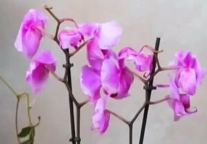 Potopite 1 sastojak iz kuhinje u vodu i time zalivajte orhideju: CVJETAT ĆE BOLJE I LJEPŠE NEGO IKADA PRIJE