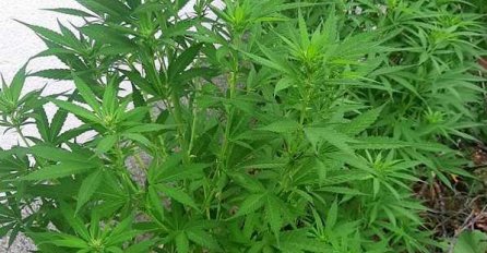 KONJIC: Jedno lice lišeno slobode zbog sumnje na neovlaštenu proizvodnju i stavljanje u promet opojnih droga