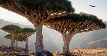 DOBRODOŠLI U NEKI 'DRUGI SVIJET': Ovo je Sokotra, jedno od najposebnijih mjesta na Zemlji