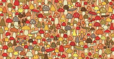 PRONAĐITE MIŠA NA SLICI: Ako ga uočite za manje od 20 sekundi oborićete rekord (FOTO)