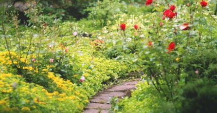 SODA BIKARBONA U BAŠTI: Cvijeće buja, puževi bježe, zemlja se čisti!  Evo kako se koristi