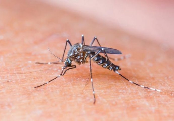 Jeste li znali da određena hrana može privući komarce? EVO ŠTA IZBJEGAVATI