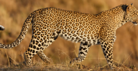 Indija: Potraga za leopadrom od 5. augusta, učestvuje 300 ljudi