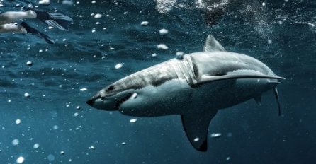 Novi detalji napada ajkule na luksuznom ostvru: Evo zašto je došla do turista