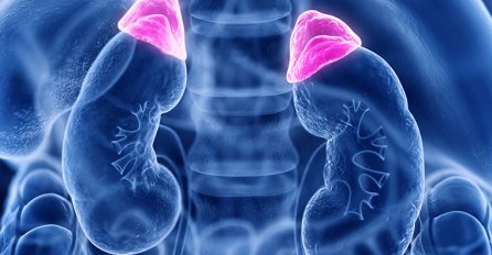 Kad nadbubrežna žlijezda ne radi kako treba dolazi do debljanja: Evo koji su simptomi i kako da se izliječite!