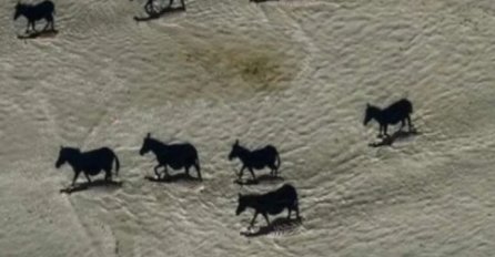 ŠTA JE ČUDNO NA OVOJ SLICI: Ako vidite CRNE KONJE, odmah provjerite dioptriju