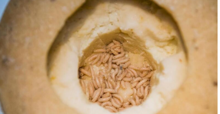 Ovaj sir je proglašen najopasnijim na svijetu, zabranjeno ga je prodavati