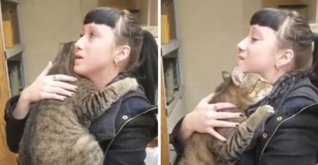 Ova ogromna mačka zagrlila je posjetioca skloništa za životinje i nije htjela da je pusti!