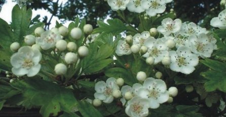 LJEKOVITA BILJKA KOJA SPUŠTA KRVNI PRITISAK: Napravite čaj koji efikasno snižava hipertenziju i jača krvne sudove