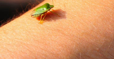 TREBAMO LI SE ČUVATI SMRDIBUBA? Ispuštaju jeziv smrad, kažu da sisaju krv, a evo šta se dešava ako nas ujedu