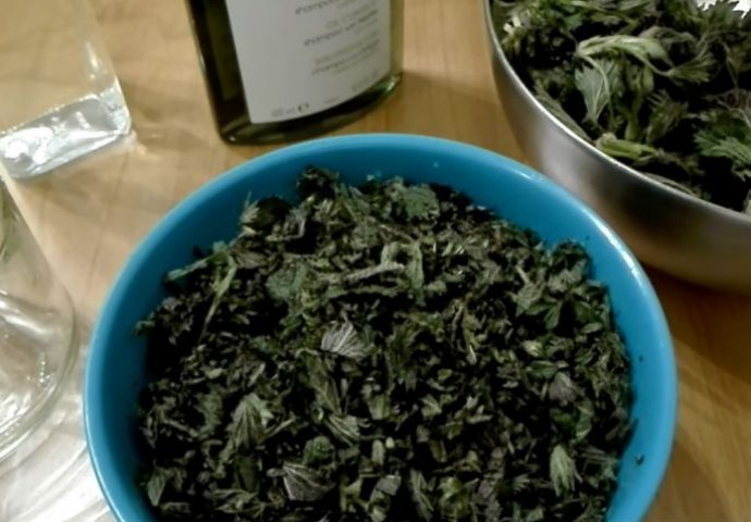 KOPRIVA TRAJNO SPRJEČAVA OPADANJE KOSE: Napravite ovaj prirodni preparat i umasirajte u kosu - PRAVI REGENERATOR