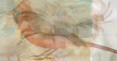 TEST - PRVA ŽIVOTINJA KOJU VIDITE NA SLICI OTKRIVA KAKVI STE U LJUBAVNOJ VEZI: Svima pogađa 