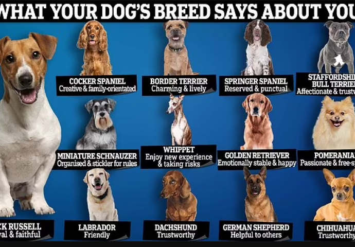 KAKAV PAS, TAKAV VLASNIK: Koja je pasmina vašeg psa? Evo šta to otkriva o vama! SVIMA JE POGODILO