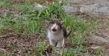 Slijepo i bolesno mače je dozivalo u pomoć: Svi su ga ignorisali, a onda je naišao jedan čovjek