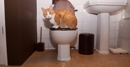 Zašto mačke prate svoje vlasnike čak i na WC?