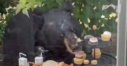 Medvjed upao na rođendansku zabavu dvogodišnjaka i pojeo kolače (VIDEO)