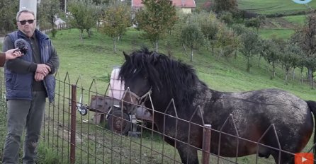 EDHEM SE IZ ŠVICARSKE VRATIO U BOSNU PA GA PREVARILI: Prodao mi ofarbanog konja i hvali se kako me prevario