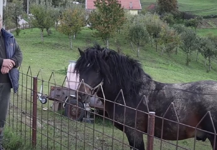 EDHEM SE IZ ŠVICARSKE VRATIO U BOSNU PA GA PREVARILI: Prodao mi ofarbanog konja i hvali se kako me prevario