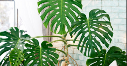 IZBACITE OVE BILJKE IZ KUĆE: Prema Feng shui one donose lošu energiju u domu