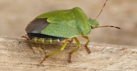 Šta se može desiti ako vas smrdibuba ujede