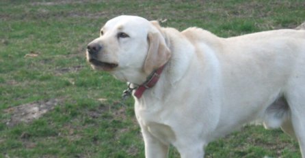 AKO VAS PAS NAPADNE NA ULICI - IZGOVORITE SAMO 1 RIJEČ: To vas može spasiti od ujeda