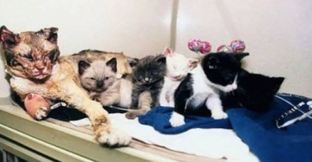 OVA ISTINITA PRIČA JE MNOGE DIRNULA: Mačka se 5 puta bacila u vatru kako bi spasila svoje mačiće (FOTO)