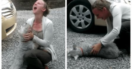 Šnaucer nestao prije 2 godine, a onda se ponovo  našao s vlasnicom: PAS SE ONESVIJESTIO OD UZBUĐENJA (VIDEO)