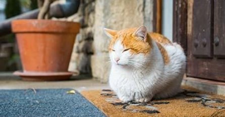 AKO VAM MAČKA DOĐE PRED VRATA I NE ŽELI DA ODE: Nekima se uopšte NEĆE SVIDJETI