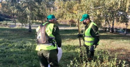 Na nekoliko lokaliteta u Kantonu Sarajevo prisutne veće koncentracije polena ambrozije