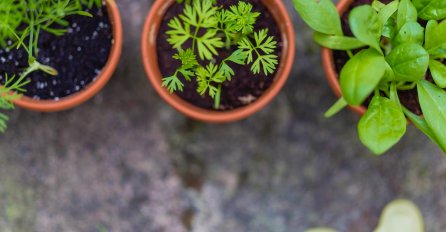 ISKORISTITE JESEN ZA SAĐENJE OVIH ZAČINA: Možete ih posaditi čak i u NAJMANJOJ kuhinji