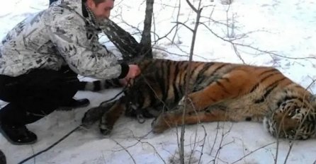 Čovjek ustao zaleđen kad je vidio džinovsku zvijer iza svoje kuće: TIGAR USTAO I PRIŠAO MU - ovo niko nije očekivao (VIDEO)